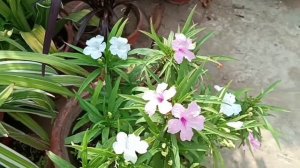 Mexican petunia plant care and propagation|#garden|#oxygengardeningwithRana #plantscare