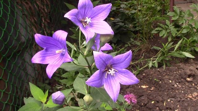 Платикадон.mp4 смотреть онлайн