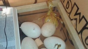 Инкубация и вылупление гусят в самодельном инкубаторе