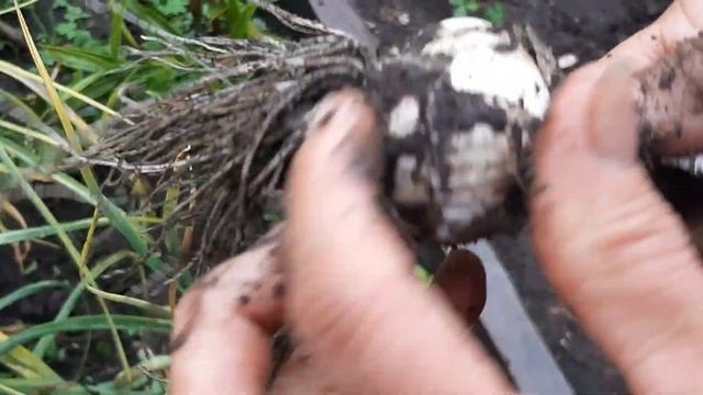 Яровой чеснок. КОГДА ВЫКАПЫВАТЬ? смотреть онлайн