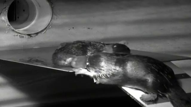 Самое необычное животное