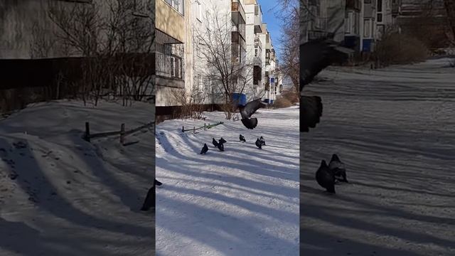 В МИРЕ ЖИВОТНЫХ-ГОЛУБИ ГОРОДСКИЕ