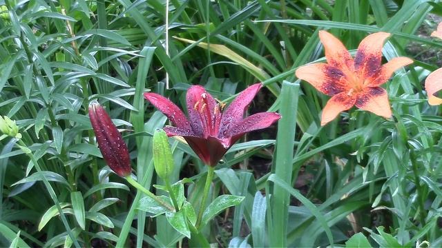 Лилия Мапира или черная лилия. Lilia Mapira or black lily. смотреть онлайн