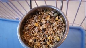 Как обустроить клетку для крысы?