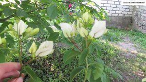 Мои БУГЕНВИЛЛЕИ на даче. Отпуск закончился. Подводим итоги.