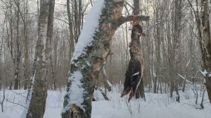 Проверяем, как работает калибр 9,3*62 Mauser по птице