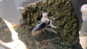 My aquarium (креветки габонские фильтраторы2)