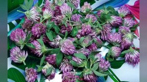 Чай из клевера.Как пить,для чего.Полезные свойства