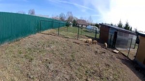 Содержание поросят. Венгерские мангалицы.