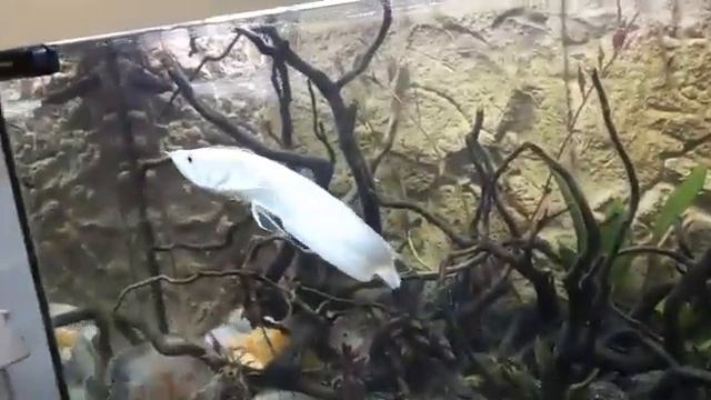 Пересадка арованы в большой аквариум смотреть онлайн