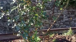 Обрезка листьев у роз.Когда и зачем?Подкормка осенью.