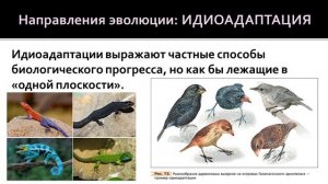 Биология 9 класс. Основные направления эволюции