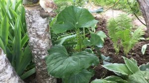 Бузульники (часть 1) 25 июня 2017