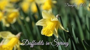 Yellow Daffodils in Spring