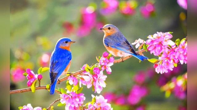 Красивое видео про весну и цитаты о ней! смотреть онлайн