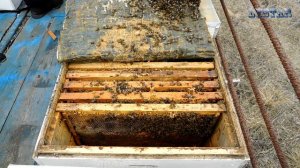 ранняя весенняя подкормка кормление пчел пчеловодство пасека пчелы