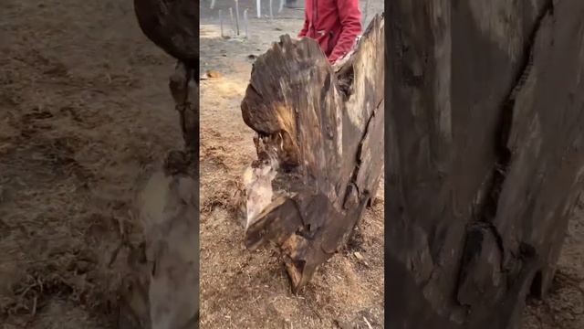 Огромный болт нашли внутри огромного ореха ? Получился фактурный спил для столешницы ?