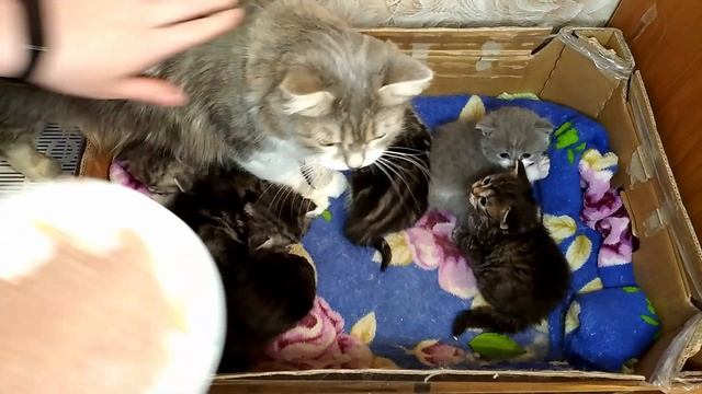 Британские котята / Как и чем кормить котёнка / Первый прикорм смотреть онлайн