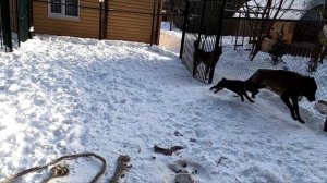 Канадский волк ест домашний супчик с фрикадельками