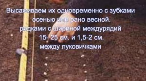 Чеснок из семян
