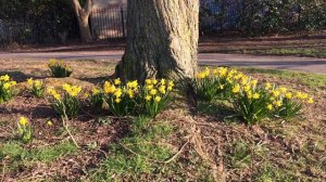 Daffodil (Narcissus) - plants underneath a Lime tree - February 2018