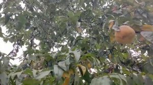 26 сентября. Погода в Краснодаре. Собираем персики у соседей. Переезд в Краснодар