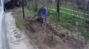 Открытие винограда и первая обработка железным купоросом Апрель 2021 года