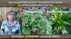 Выращивание лекарственных растений на приусадебном участке