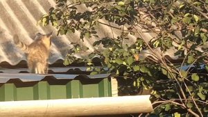 Вот что значит кошки!!!?