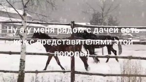 ?Тракененская порода лошадей ? А вы знали?