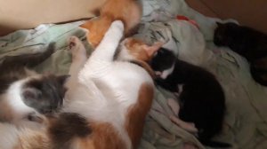 Кошка с котятами