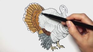 Рисуем и раскрашиваем индейку - Изучаем цвета с помощью раскраски динозавров для детей!