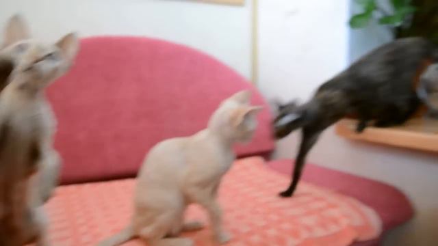 девон рекс, братья смотреть онлайн