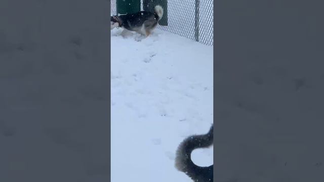 Husky loves the snow ❄️ ⛄️ #siberianhusky #dogs #cutedogs #snow #husky #happy #petlover #snowfall