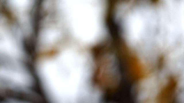 helios 44m-4 & Sony nex 5N. First test my new lens! смотреть онлайн