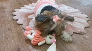 Вязаное платье крючком🐾🐾🐾 для маленьких собачек🌺🌺🌺