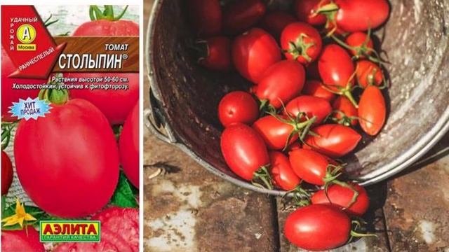 Сорта томатов для выращивания в теплице, устойчивые к фитофторе