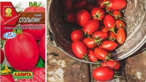 Сорта томатов для выращивания в теплице, устойчивые к фитофторе