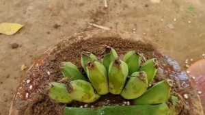 Grafting of papaya with bananas yields high yields in a short time