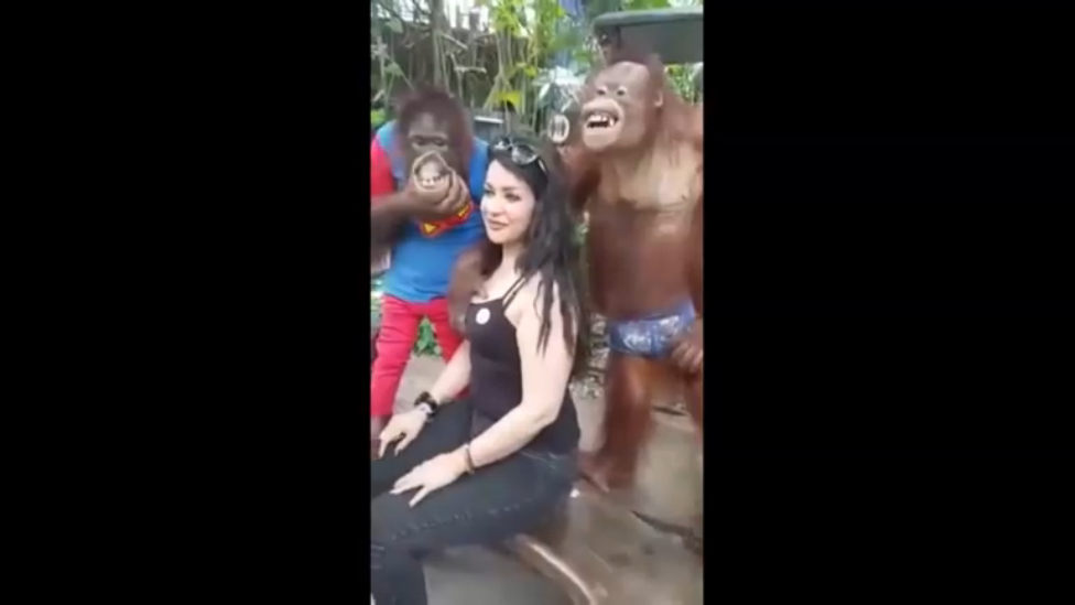 Орангутан облапал симпатичную туристку