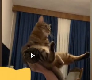 СМЕШНЫЕ МОМЕНТЫ С КОТАМИ.Попробуй не засмейся ???