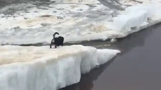 Ледоход на реке Печора смотреть онлайн
