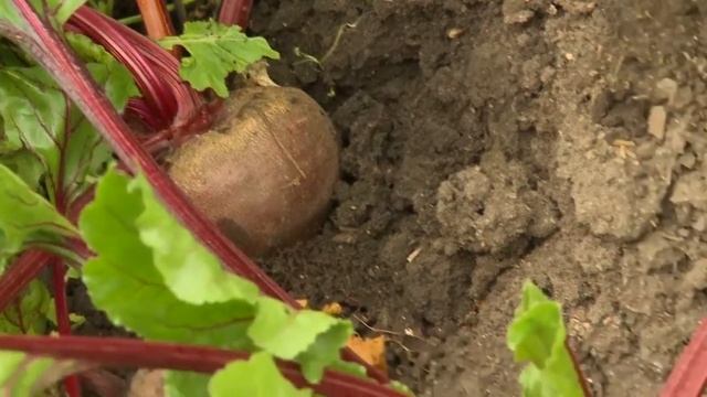 Свекла "Смуглянка" смотреть онлайн