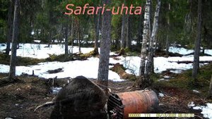 Первая охота на медведя весной 2022 года