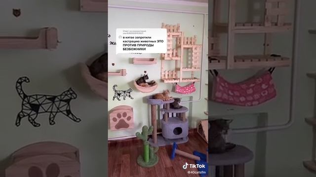 Стерилизация животных. Необходимость или нет?