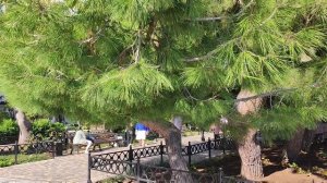 из Курска в Крым. ноября 2023. прогулка по набережной Алушты, спустя 5 лет. Жара