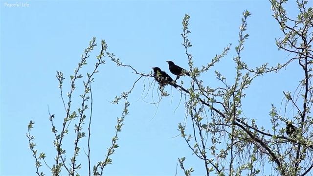 Успокаивающая музыка для нервов ? лечебная музыка для сердца и сосудов, релакс, музыка для души #56 смотреть онлайн