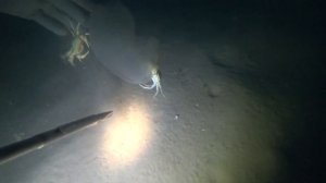 Подводная охота в черном море. море крабов. августа 2021 г.