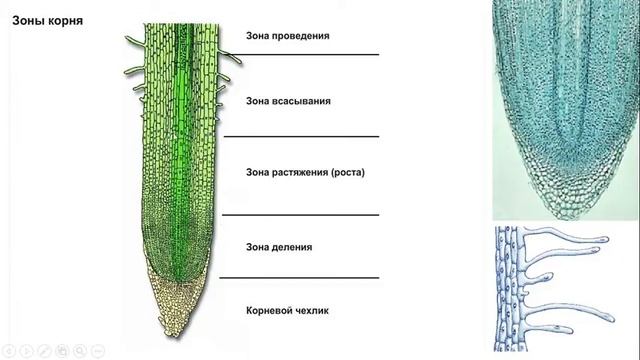 Урок №10.2 "Внутреннее строение корня" смотреть онлайн