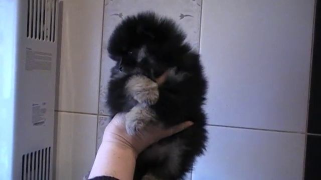 Патрик- черно-подпалый малый шпиц смотреть онлайн